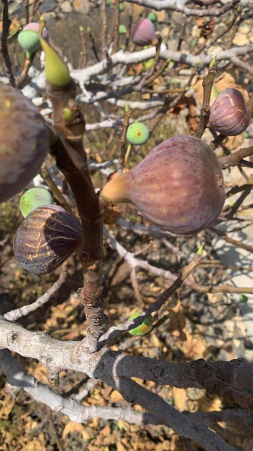 فيلا Rural Jardines La Quinta إل باسو المظهر الخارجي الصورة